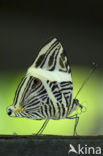 Zebravlinder (Colobura dirce)