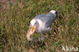 Zilvermeeuw (Larus argentatus)