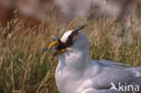 Zilvermeeuw (Larus argentatus)