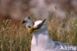 Zilvermeeuw (Larus argentatus)