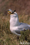 Zilvermeeuw (Larus argentatus)