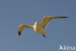 Zilvermeeuw (Larus argentatus)