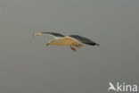 Zilvermeeuw (Larus argentatus)