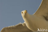 Zilvermeeuw (Larus argentatus)