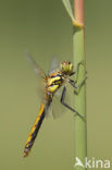 Zwarte heidelibel (Sympetrum danae)