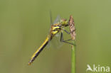 Zwarte heidelibel (Sympetrum danae)