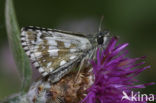 Aambeeldspikkeldikkopje (Pyrgus onopordi)