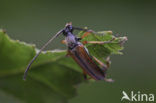 Alosterna tabacicolor