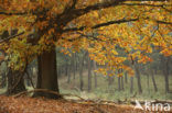 Amerikaanse eik (Quercus rubra)