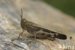 Autumnal Grasshopper (Aiolopus strepens)