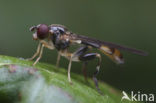 Beekzwever (Sphegina elegans)