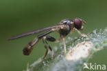 Beekzwever (Sphegina elegans)