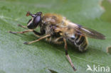 Bijwoudzwever (Criorhina asilica)