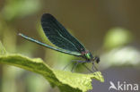 Bosbeekjuffer (Calopteryx virgo) 