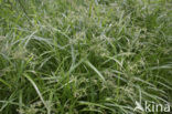 Bosbies (Scirpus sylvaticus)