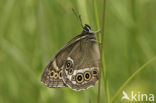 Boszandoog (Lopinga achine)