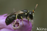 Brilmaskerbij (Hylaeus dilatatus)