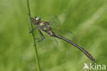 Bronslibel (Oxygastra curtisii) 