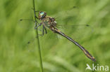 Bronslibel (Oxygastra curtisii) 