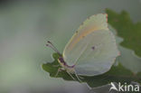 Cleopatra (Gonepteryx cleopatra)