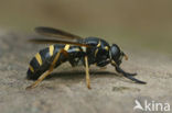 Donkere wespvlieg (Temnostoma bombylans)