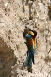 Europese Bijeneter (Merops apiaster)