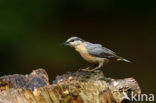 Europese Boomklever (Sitta europaea)