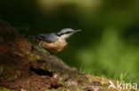 Europese Boomklever (Sitta europaea)