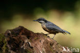 Europese Boomklever (Sitta europaea)