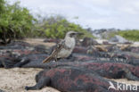 Galapagos Mockingbird (Mimus parvulus)