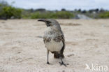 Galapagos Mockingbird (Mimus parvulus)