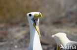 Galapagos albatros (Phoebastria irrorata) 