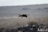 Galapagosbuizerd (Buteo galapagoensis) 