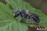 Geelgespoorde houtmetselbij (Osmia claviventris)