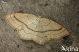 Gele oogspanner (Cyclophora linearia)