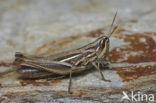 Gele prairiesprinkhaan (Euchorthippus pulvinatus)