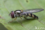 Gevlekt variabel-elfje (Meliscaeva auricollis var. maculicornis)