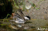 Glanskop (Parus palustris)