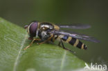 Glimmend roetneusje (Parasyrphus malinellus)