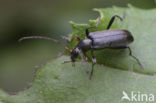 Grammoptera ruficornis