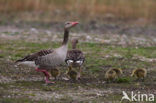 Grauwe Gans (Anser anser)