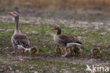 Grauwe Gans (Anser anser)