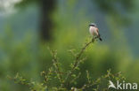 Grauwe Klauwier (Lanius collurio) 