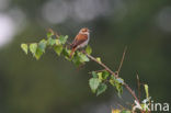 Grauwe Klauwier (Lanius collurio) 