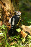 Grote Bonte Specht (Dendrocopos major)