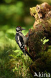 Grote Bonte Specht (Dendrocopos major)