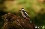 Grote Bonte Specht (Dendrocopos major)