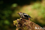 Grote Bonte Specht (Dendrocopos major)