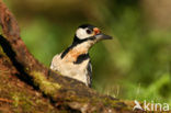 Grote Bonte Specht (Dendrocopos major)