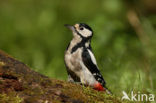 Grote Bonte Specht (Dendrocopos major)